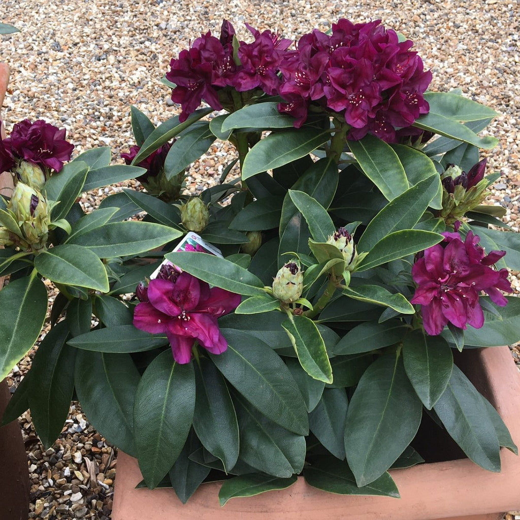 Are Rhododendrons right for your garden? at Cedar Nursery Plants and