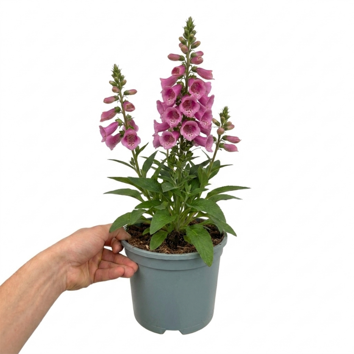 Compact, bee-friendly Digitalis 'Hanabee Pink' foxglove bearing pink flowers on an evergreen perennial.