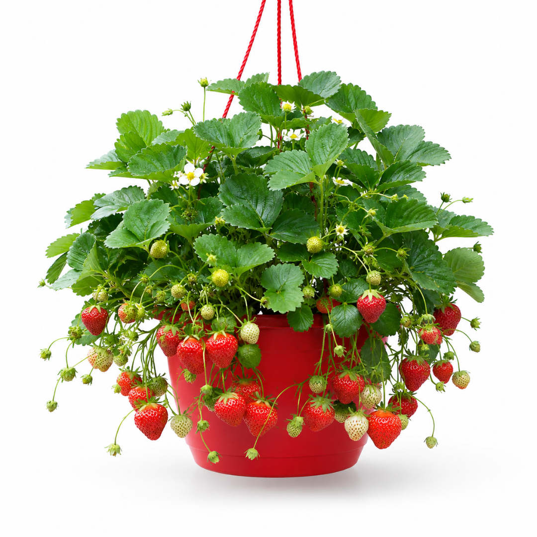 Fragaria x ananassa 'Toscana' strawberry plant showing leafy growth and trailing habit