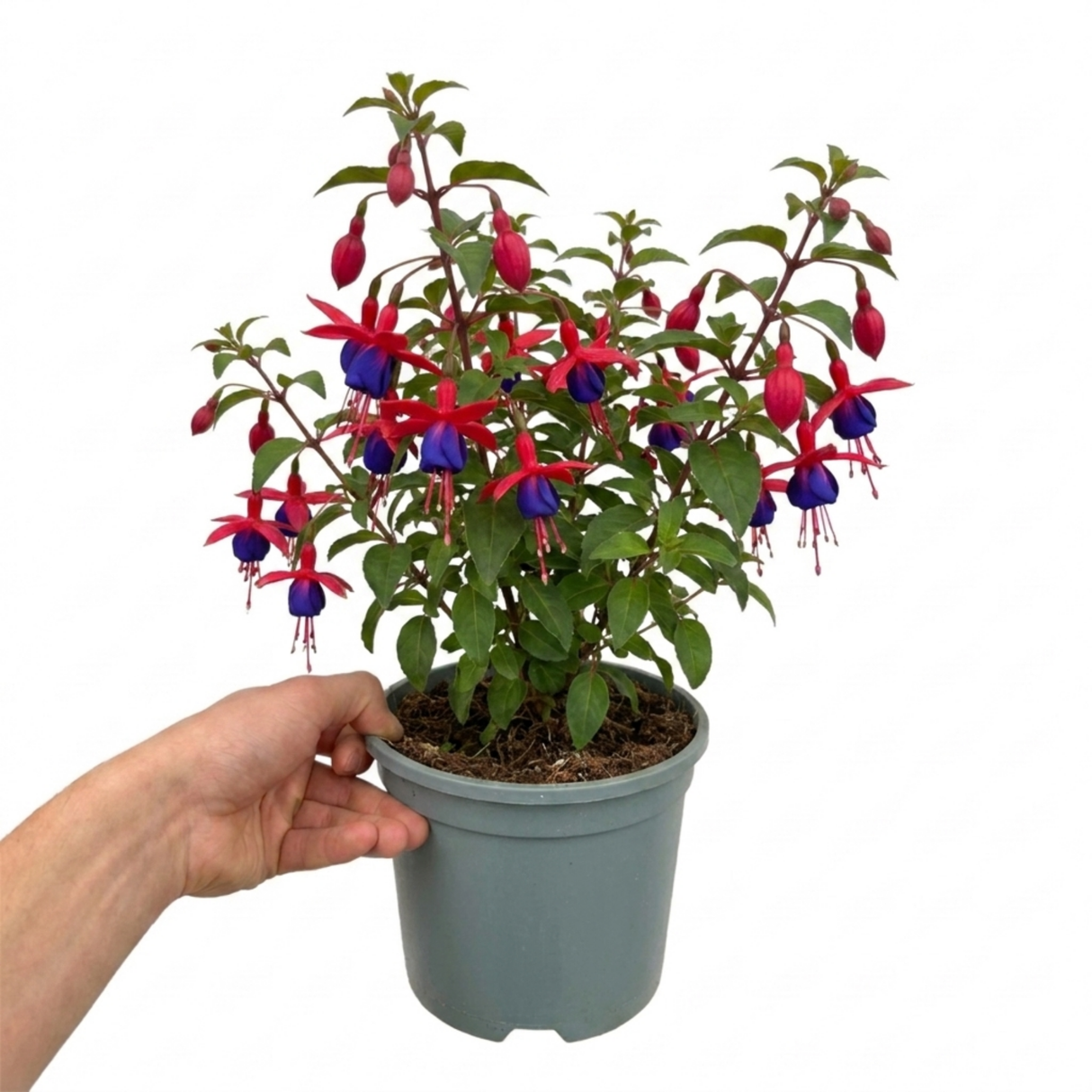 Further views of the upright Fuchsia Fuchsita Red & Blue large 2L garden ready plant available at Cedar Nursery in Cobham, Surrey.
