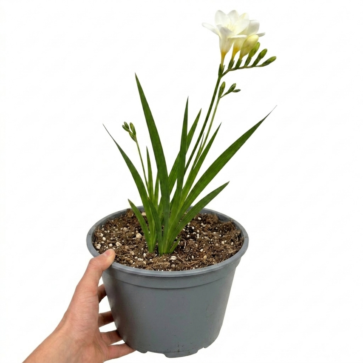 Freesia 'White River' perennial bearing summer flowers, suited to outdoor garden planting