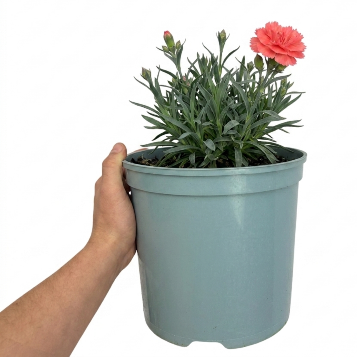 Dianthus 'Sugar Coral' cottage pink perennial with clumping green-grey foliage and dainty blooms.