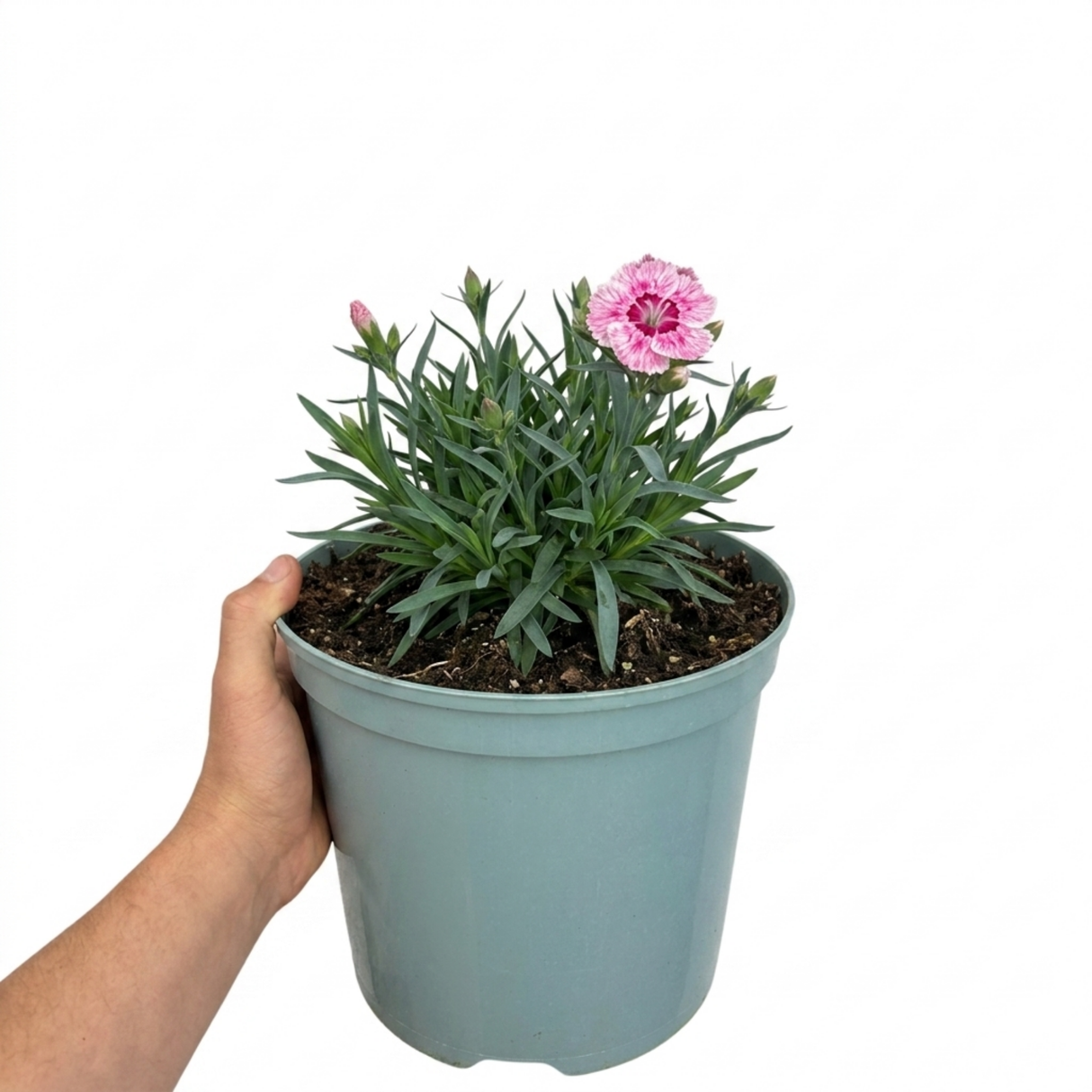 Dianthus Cocktail Shirley Temple, a compact hardy perennial pink with summer flowers and slender foliage