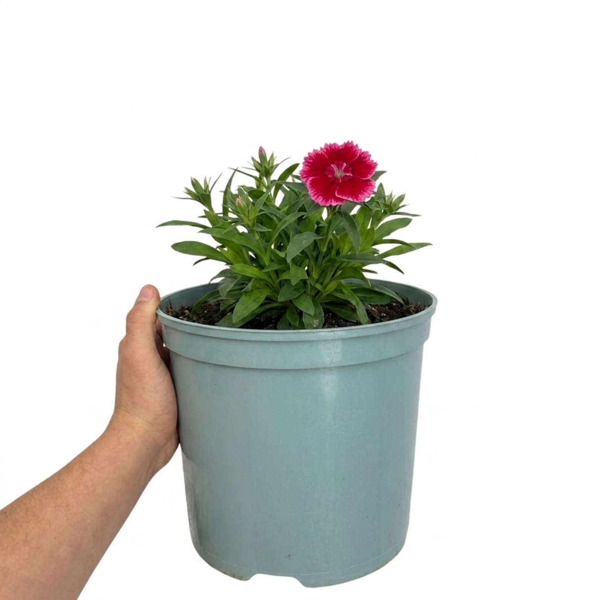 Dianthus Cherry Daiquiri ='Wp15 Pie42' garden perennial with slender foliage and blooms