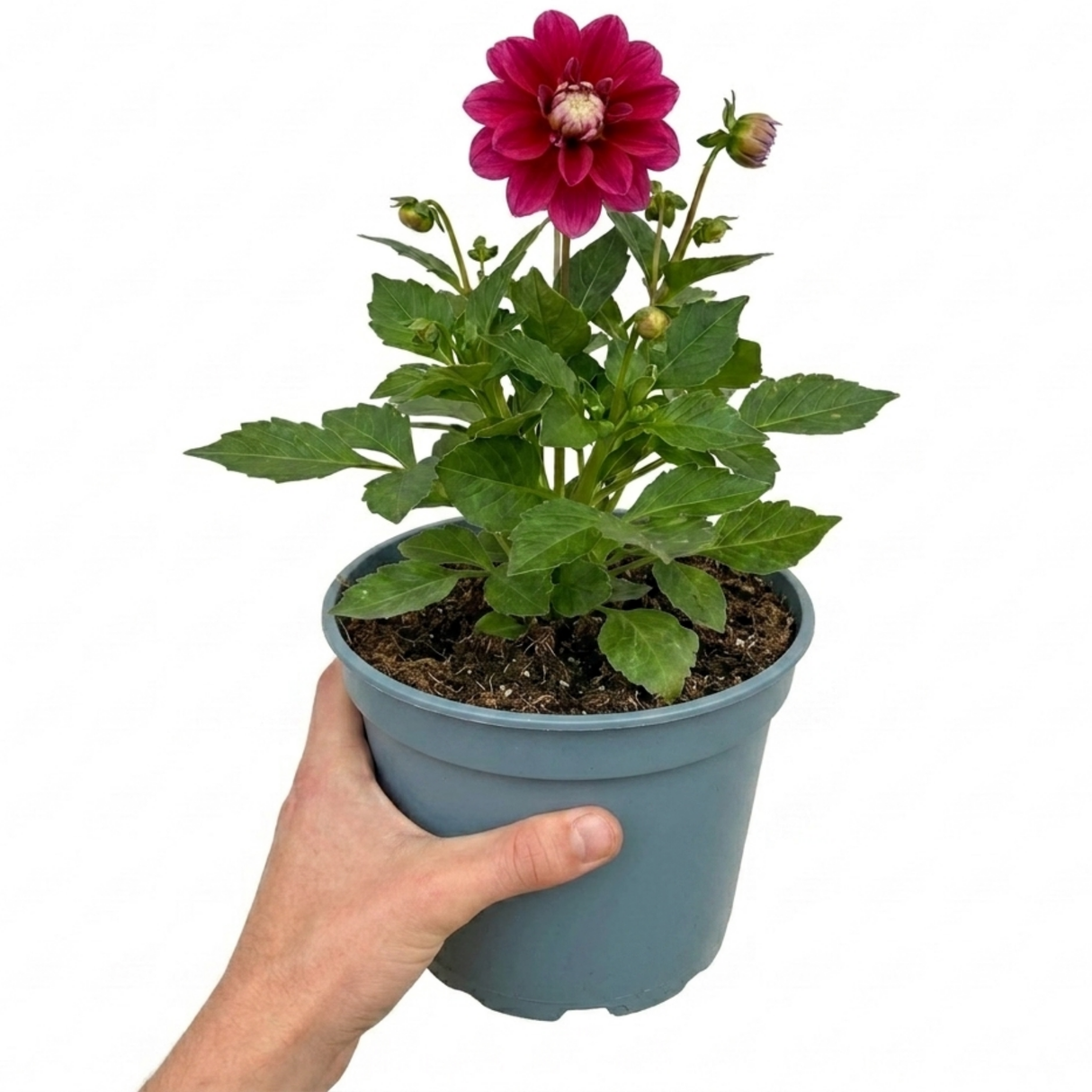 Dahlia Labella Maggiore 'Deep Rose', a summer-flowering garden dahlia with lush green foliage