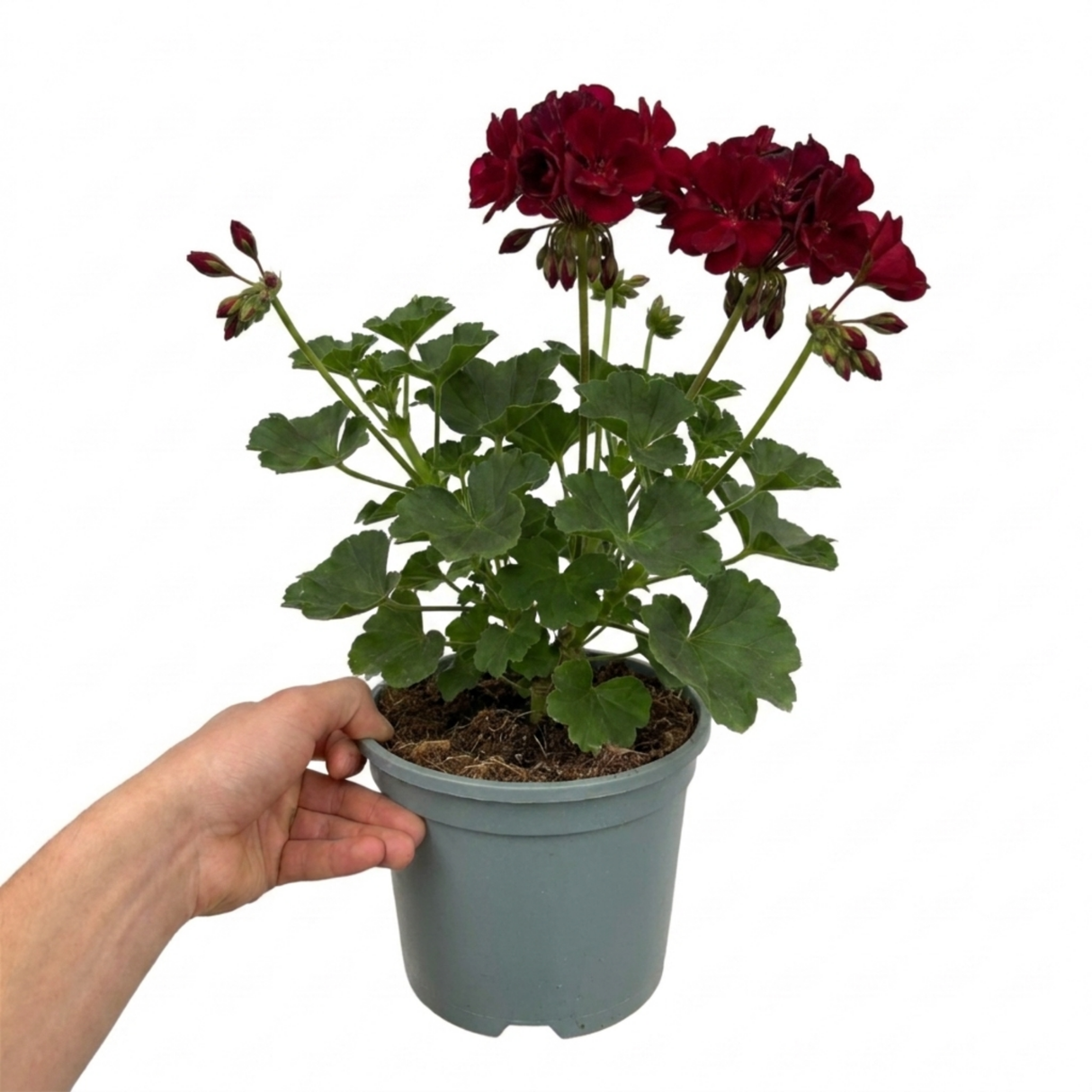 Pelargonium 'Calliope Dark Red' (Zonal-ivy hybrid Geranium) from Cedar Nursery, Cobham