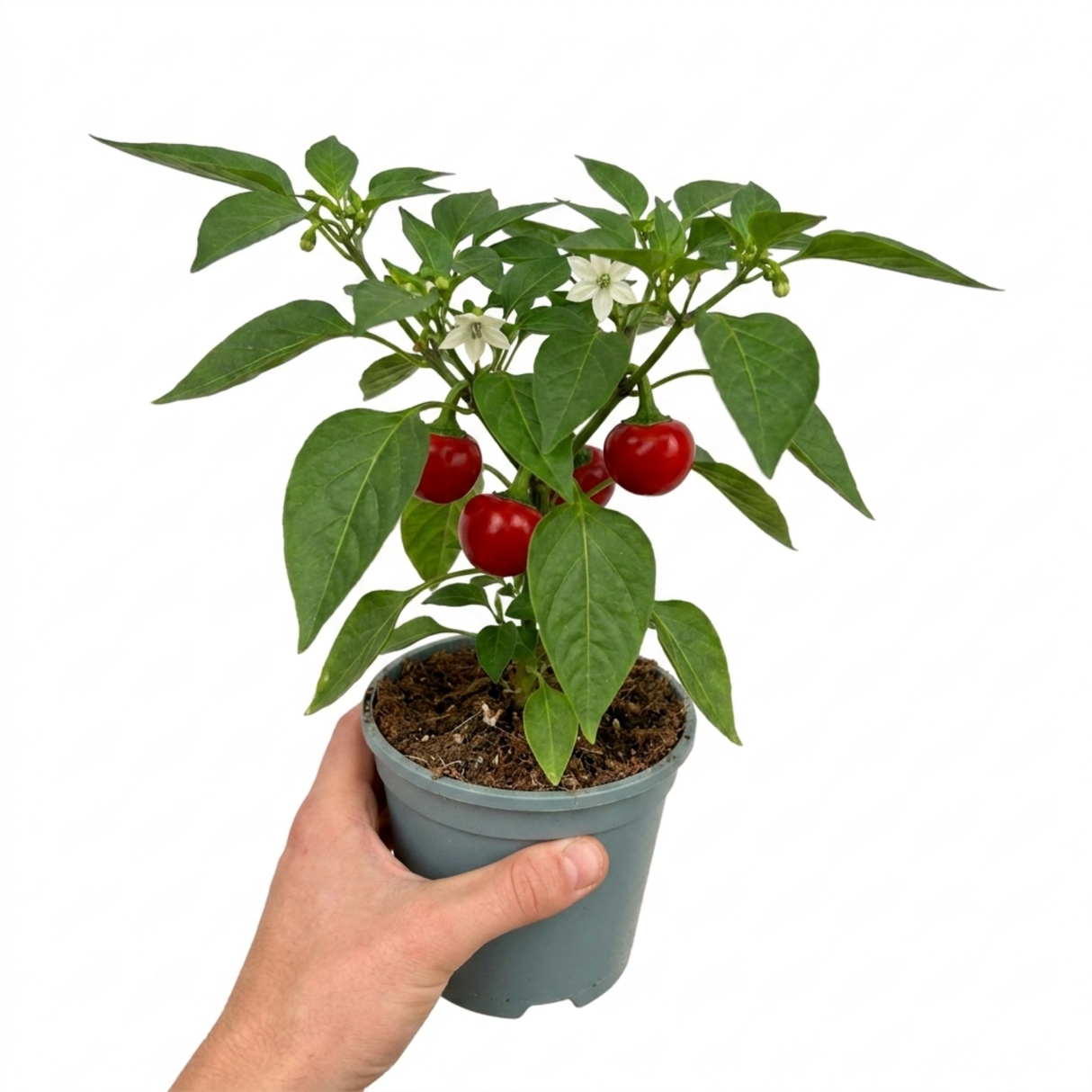 Sweet Pepper 'Snackbite Red' plant with green foliage and small red snacking peppers.