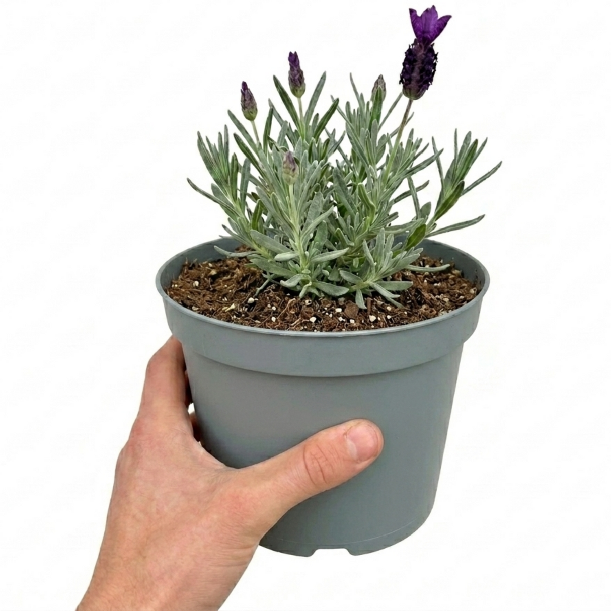 Lavandula angustifolia 'Essence Purple' forming a compact mound of narrow grey-green leaves topped with upright flower spikes.