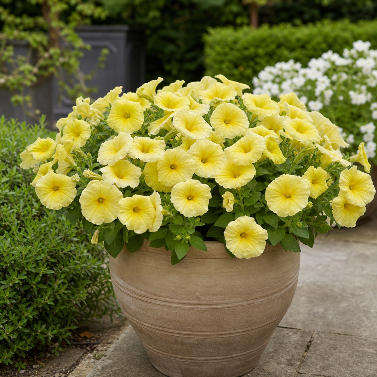 Further views of Petunia 'Capella Hello Yellow' supplied as a large garden-ready plant in a 2L pot.
