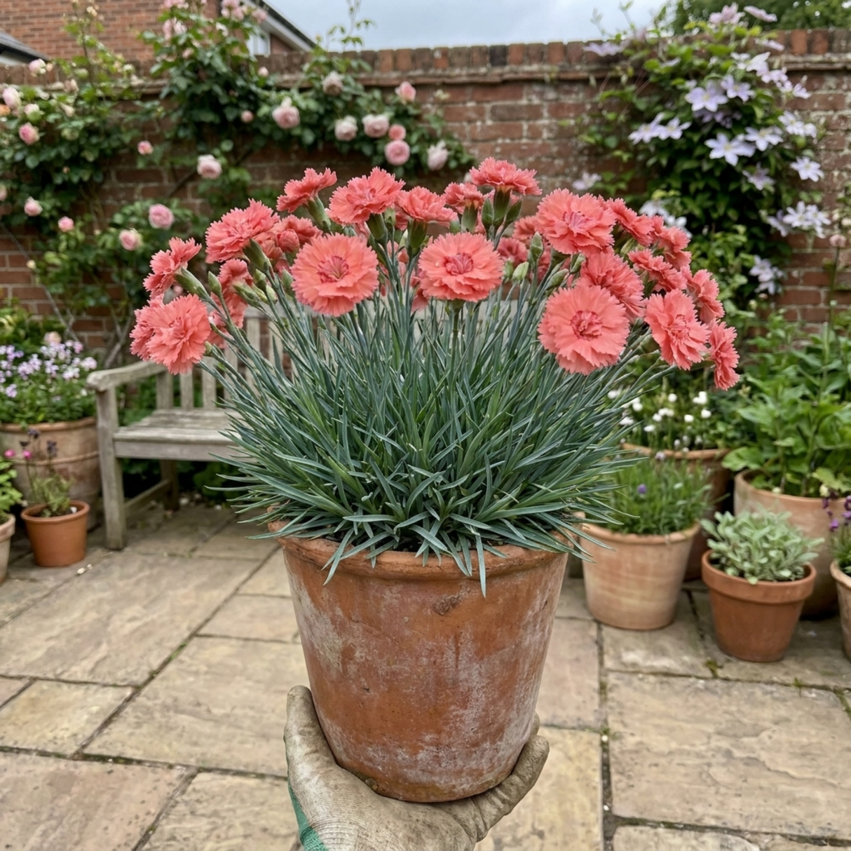 Dianthus 'Sugar Coral', a cottage pink perennial with slender green-grey foliage and delicate flowers.