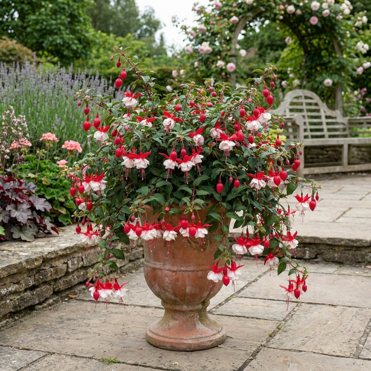Fuchsia 'Sir Matt Busby' trailing plant bearing double red and white flowers for summer bedding displays