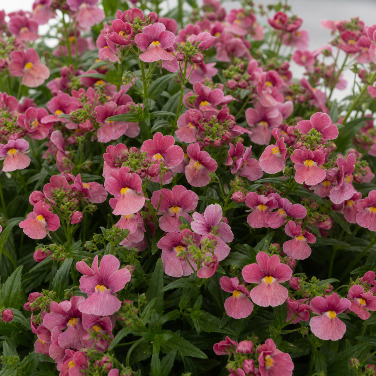 Nemesia 'Nuvo Rose' large plant in a 2L pot, outdoor garden ready, at Cedar Nursery