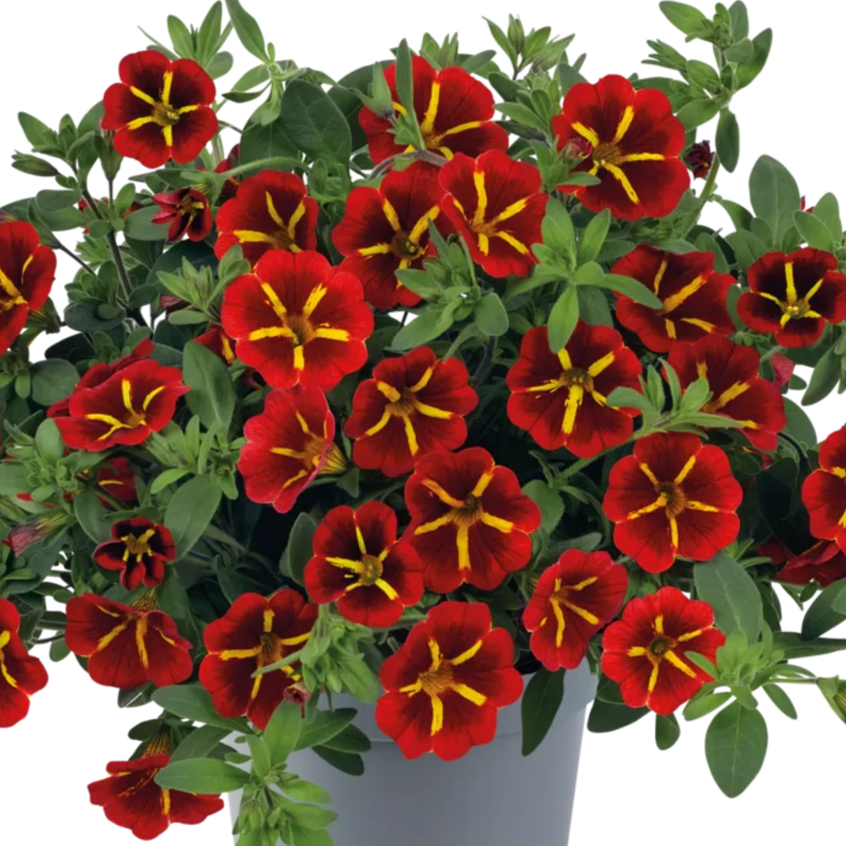 Calibrachoa Cabaret Special Red Kiss, large outdoor garden-ready plant from Cedar Nursery in Cobham, Surrey.
