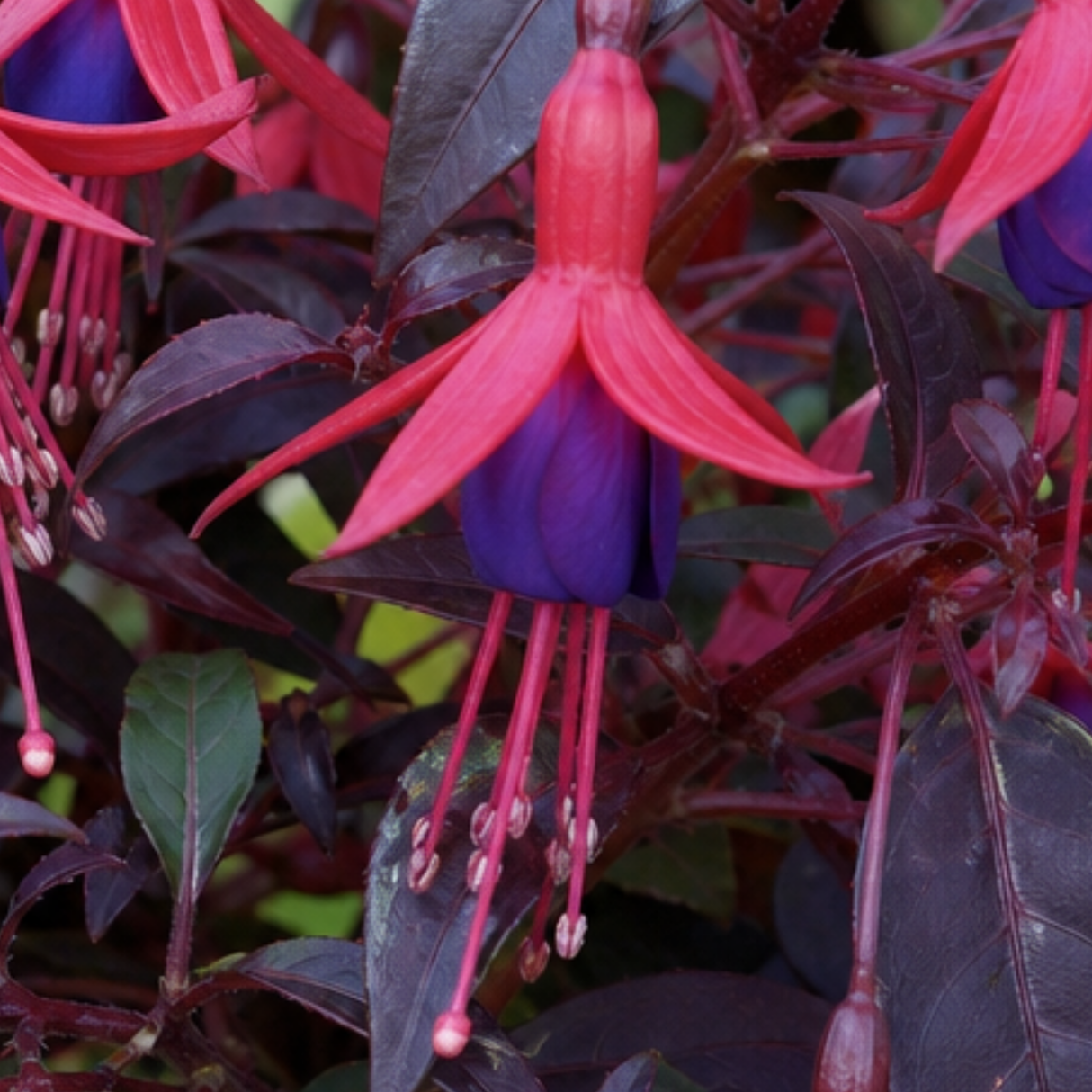Upright Fuchsia Fuchsita Red & Blue, a large outdoor garden ready plant in a 2L pot at Cedar Nursery, Cobham, Surrey.