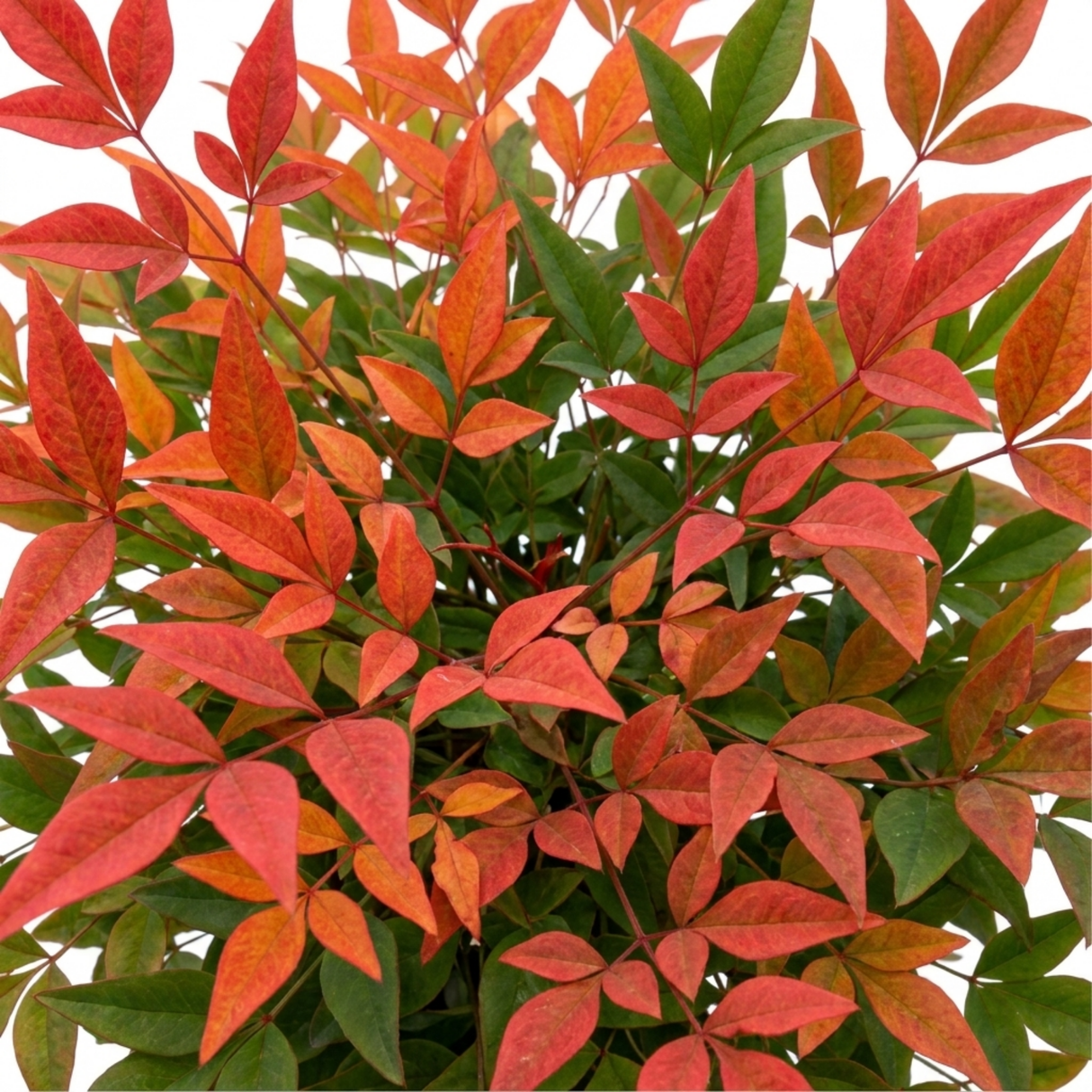 Nandina domestica 'Light Red', a compact evergreen shrub with fine foliage flushed in warm red tones.