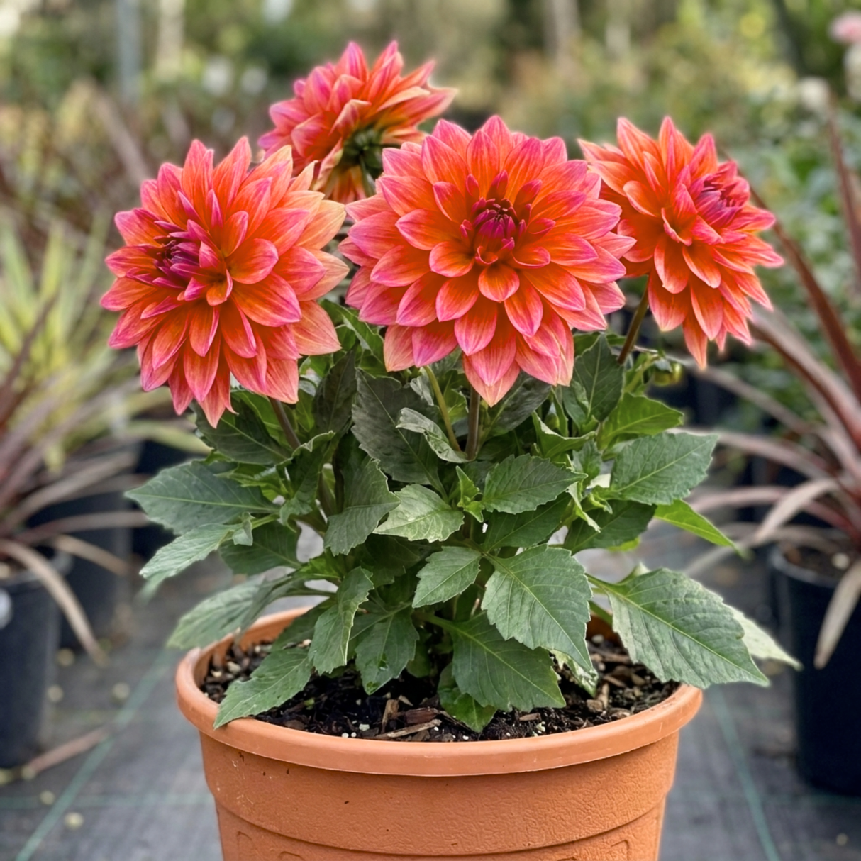 Dahlia LaBella Maggiore Fun 'Pomegranate', a summer-flowering garden dahlia with lush green foliage.