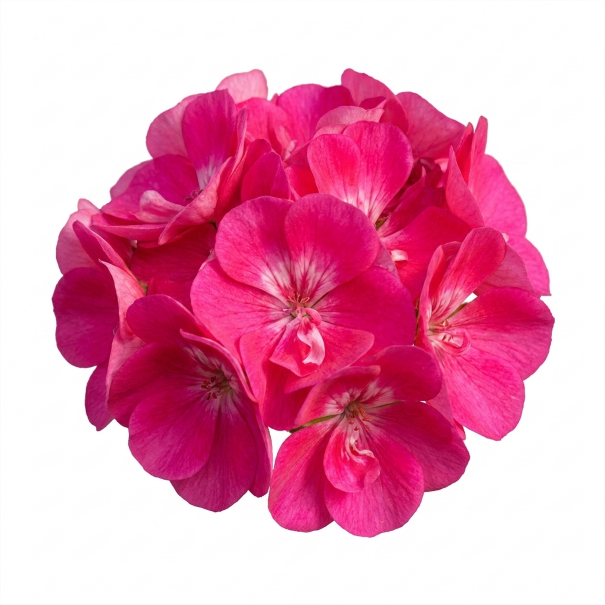 Additional views of Pelargonium 'Calliope M Hot Pink', a large outdoor garden-ready geranium.