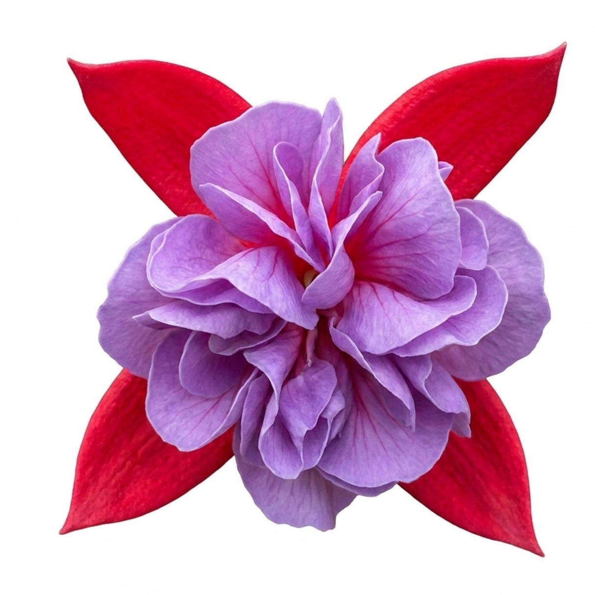 Further views of the upright Fuchsia Fuchsita Red Lavender plant showing its red and lavender flowers.