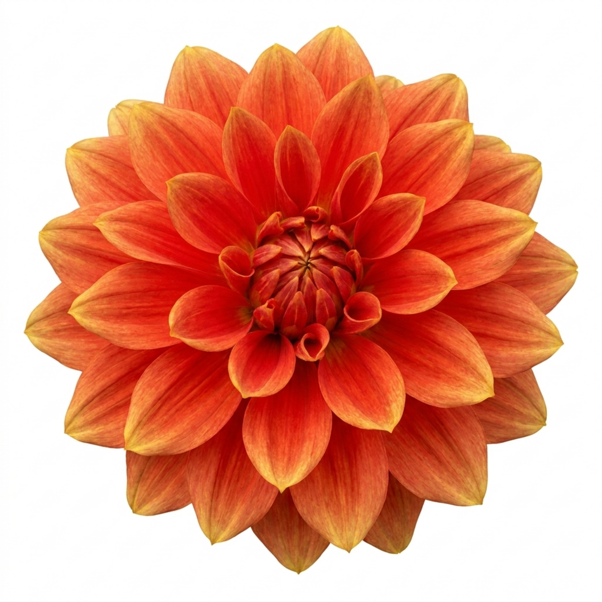 Dahlia LaBella Maggiore Fun 'Pomegranate', an outdoor summer-flowering dahlia with healthy green leaves for the garden.