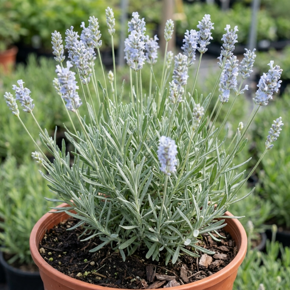 Lavandula angustifolia 'Hidcote Light Blue', an English lavender with slender flower spikes above narrow grey-green foliage.