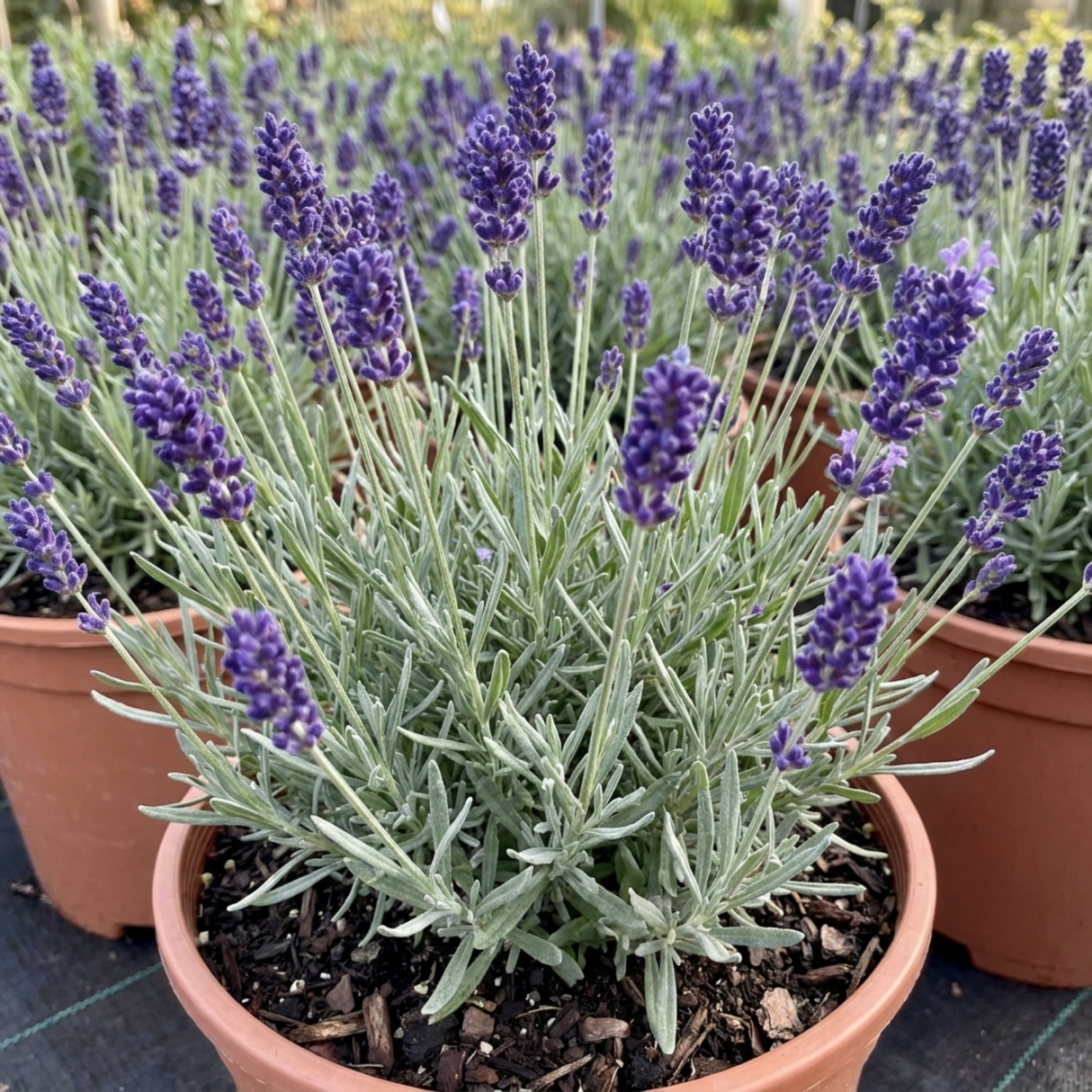 Lavandula angustifolia 'Hidcote', a compact lavender with slender flower spikes and narrow silvery-green foliage.