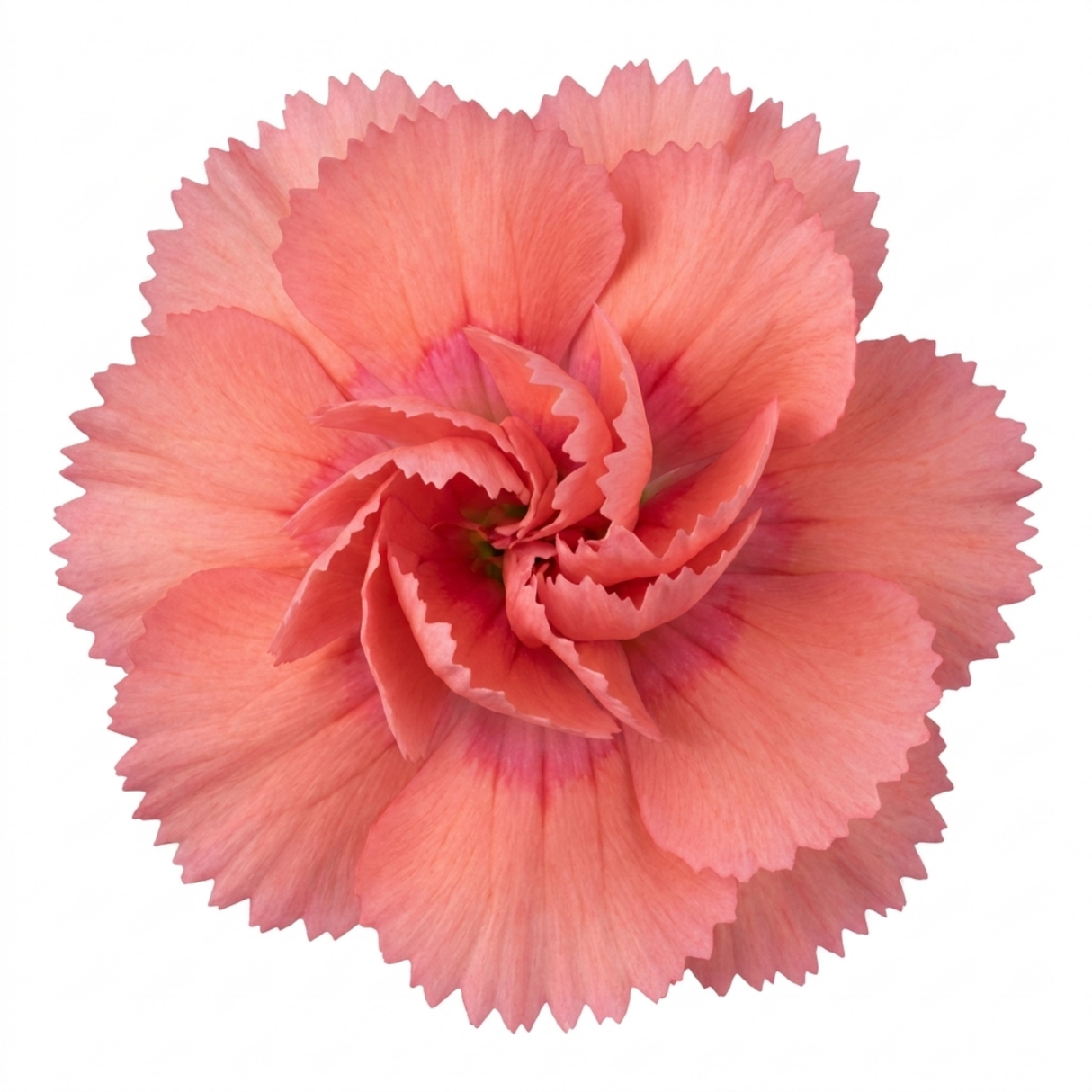 Dianthus 'Sugar Coral' cottage pink perennial with clumping green-grey foliage and dainty blooms.