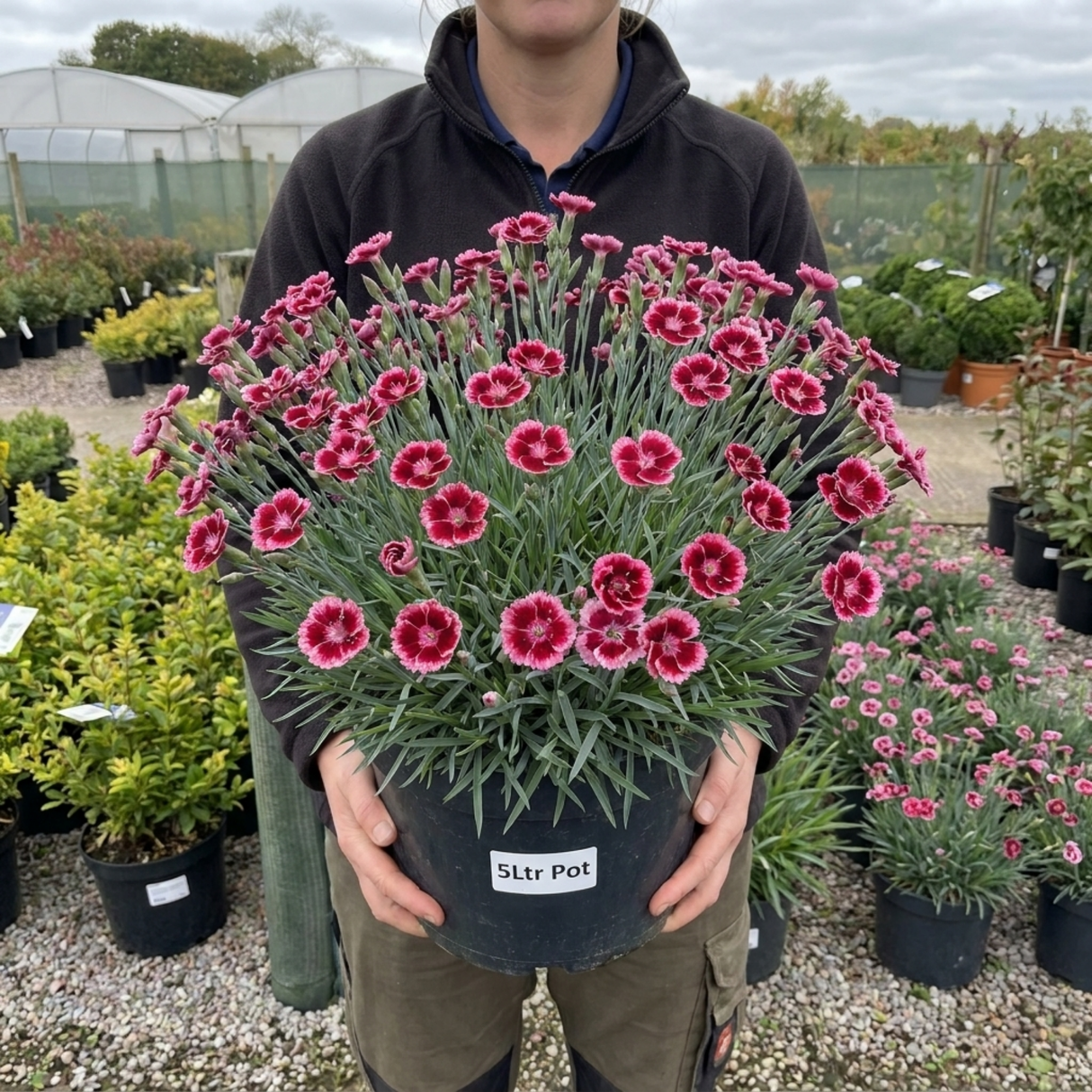Dianthus Cherry Daiquiri ='Wp15 Pie42' perennial in flower