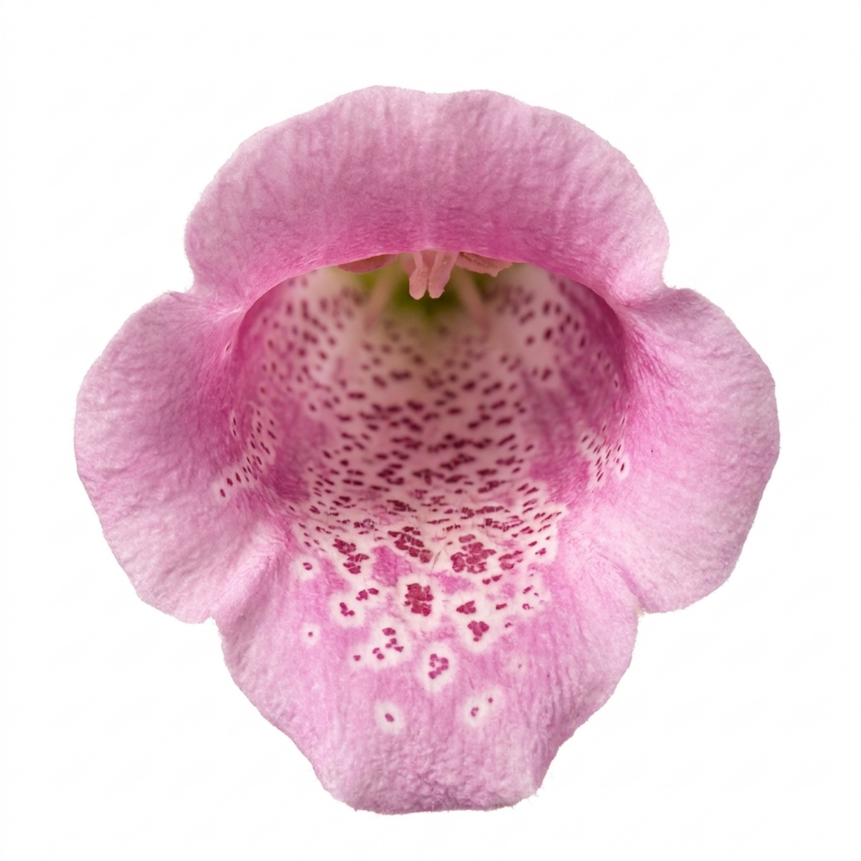Compact, bee-friendly Digitalis 'Hanabee Pink' foxglove bearing pink flowers on an evergreen perennial.