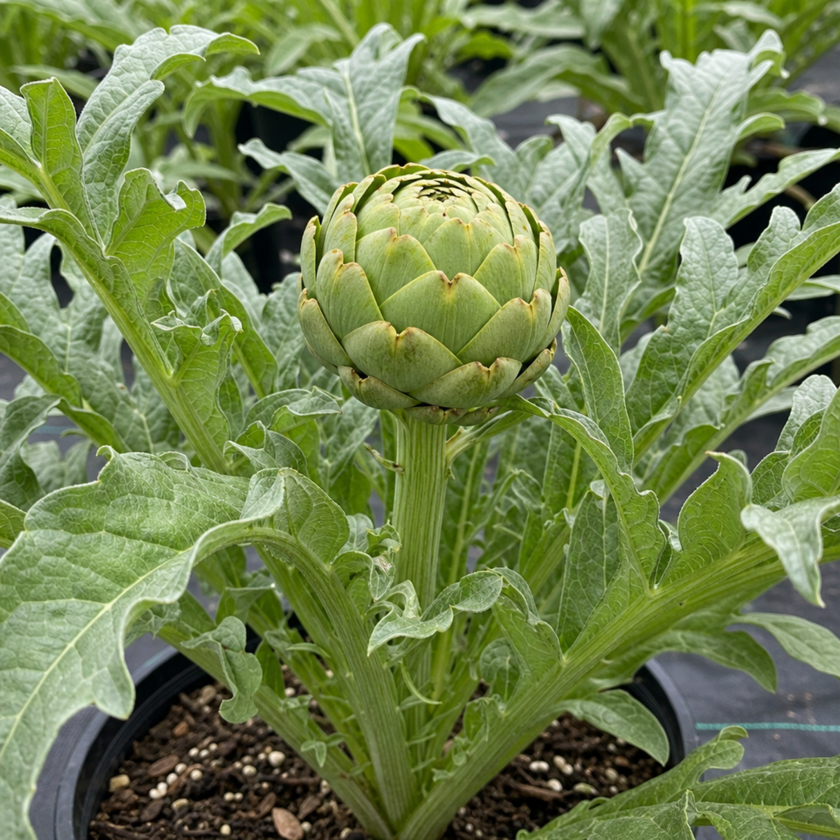Artichoke 'Green Globe' live plant supplied as a 2Ltr root ball, with silvery-green divided foliage, at Cedar Nursery.