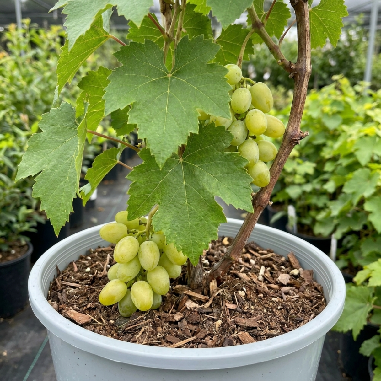 Vitis vinifera 'Victoria' white grape vine, a large outdoor garden-ready plant in a 3L pot.