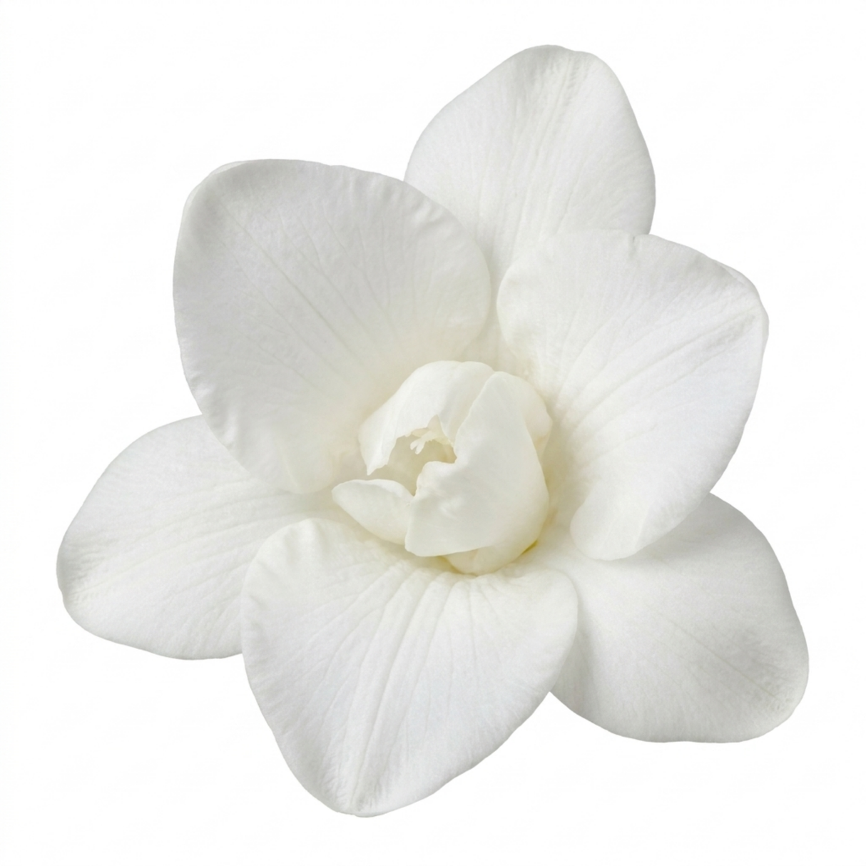 Freesia 'White River' perennial bearing summer flowers, suited to outdoor garden planting
