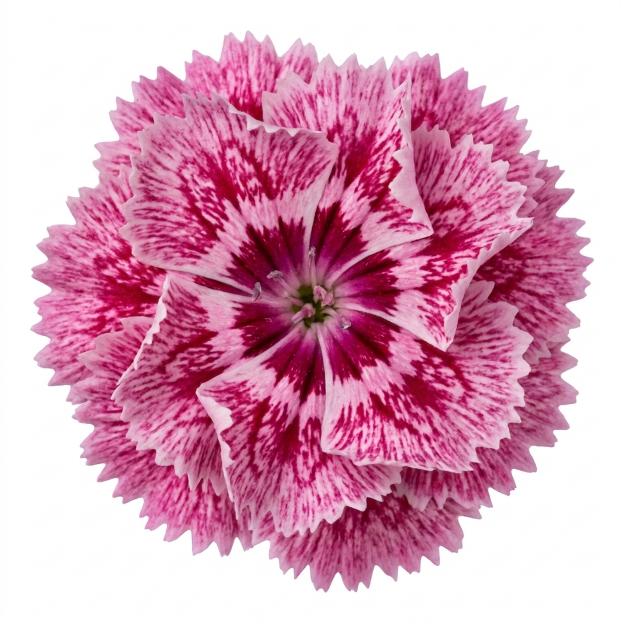 Dianthus Raspberry Sundae ='Devon Yolande' cottage pink perennial with narrow grey-green leaves forming a low clump.