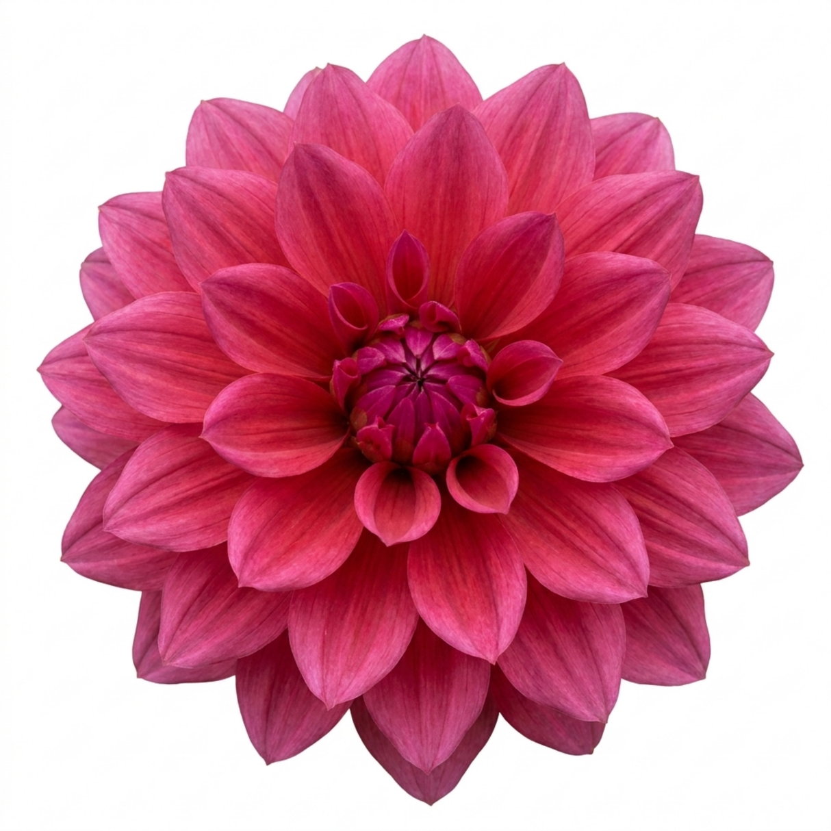 Dahlia Labella Maggiore 'Deep Rose', a summer-flowering garden dahlia with lush green foliage