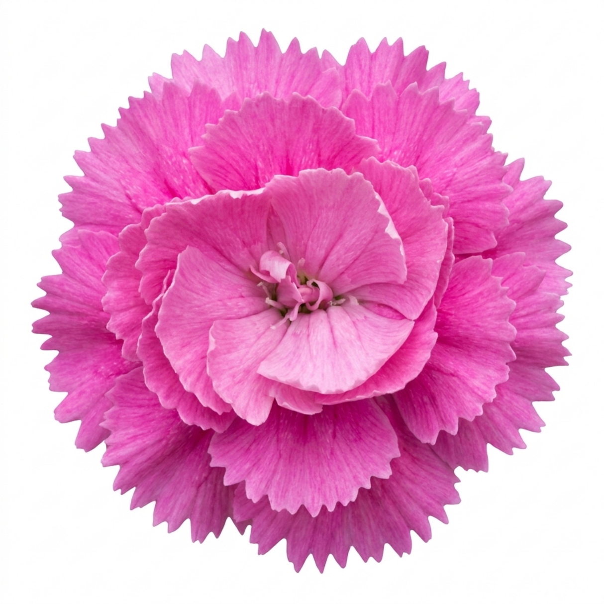 Dianthus 'Pink Celebration' with pink flowers and neat mounds of narrow grey-green foliage.