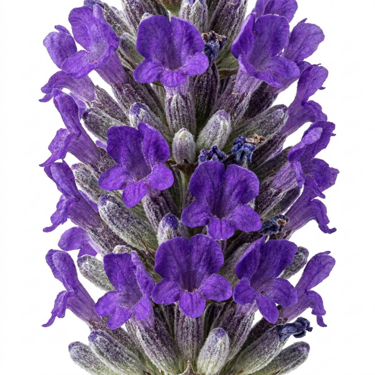 Lavandula angustifolia 'Essence Purple' forming a compact mound of narrow grey-green leaves topped with upright flower spikes.