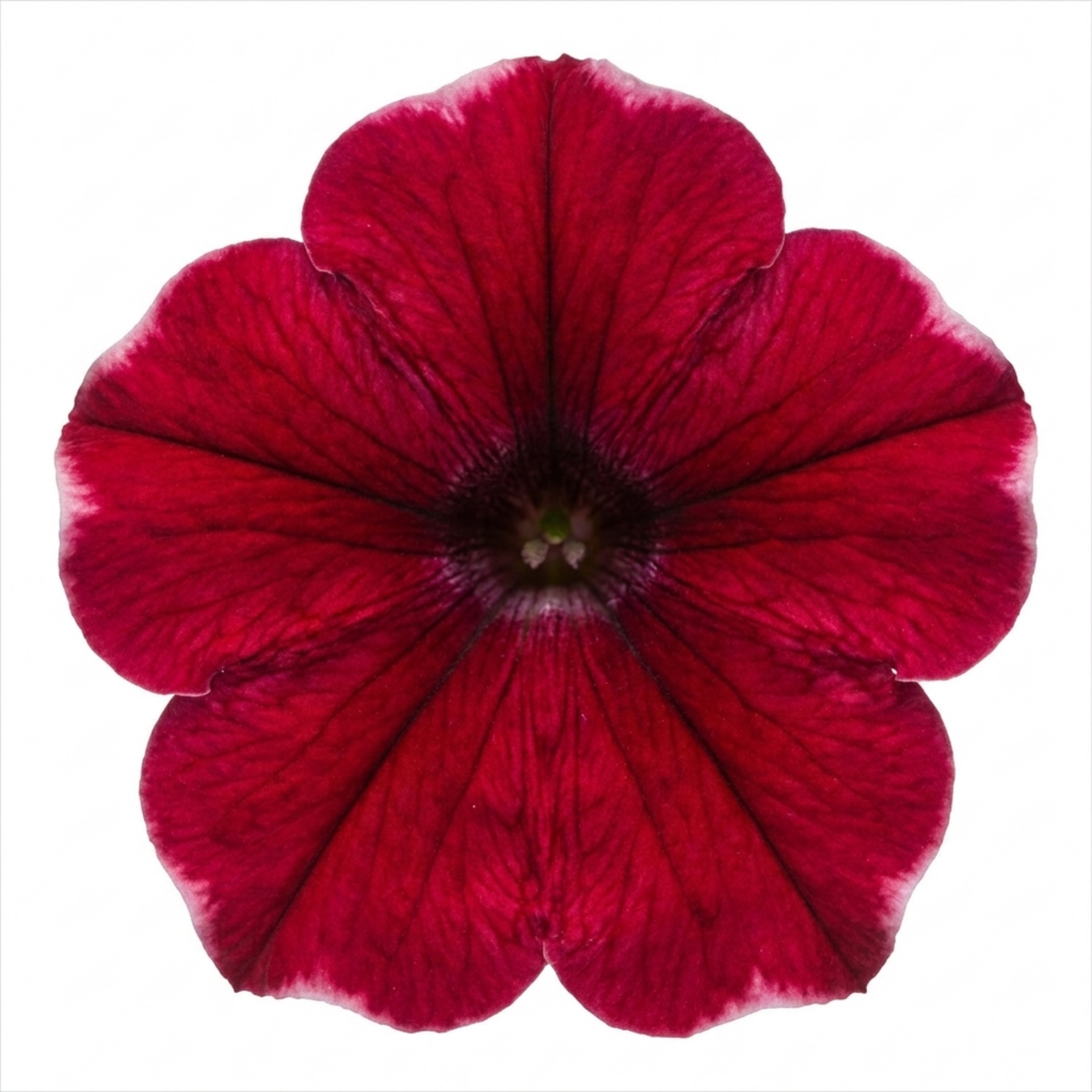 Further views of Petunia 'Cascadias Rim Cherry' (Petunia Rimarkable Cherry) large plant in a 2L pot.