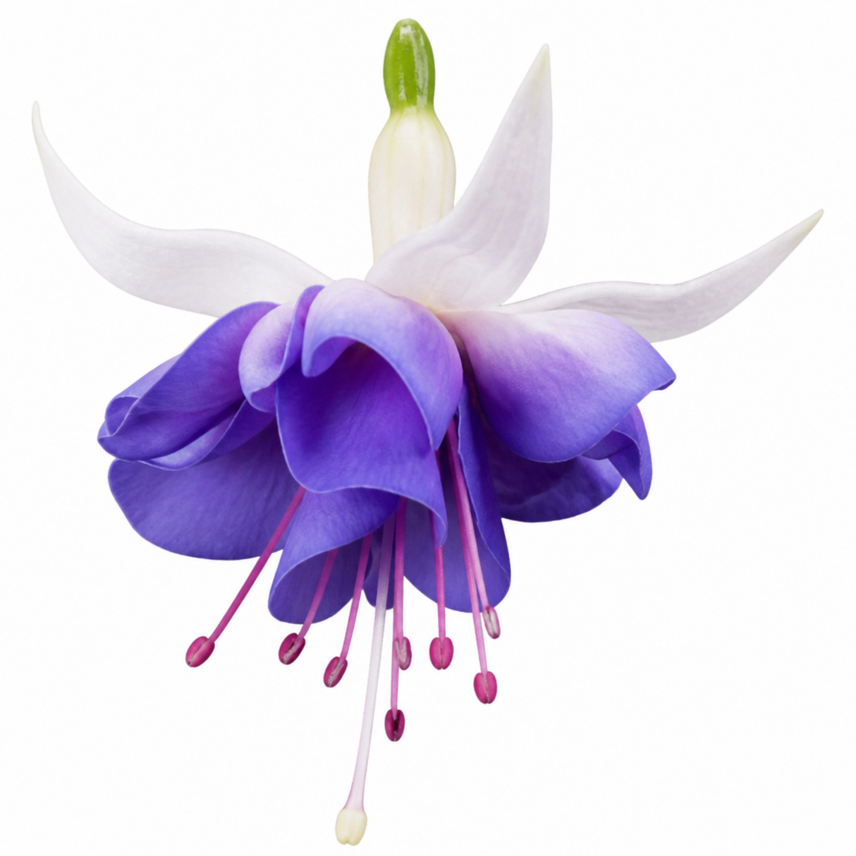 Fuchsia Blue Angel 'Blauer Engel', a trailing fuchsia with double blooms and cascading stems