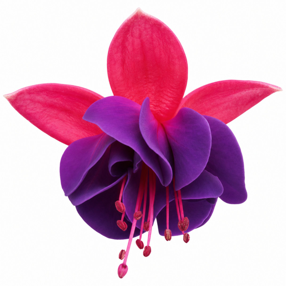 Trailing Fuchsia 'Ringwood Market' with cascading stems and dangling flowers, ideal for hanging baskets and summer displays.