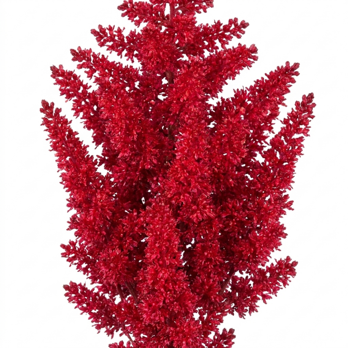Astilbe Music Series Red displaying red flowers and green foliage