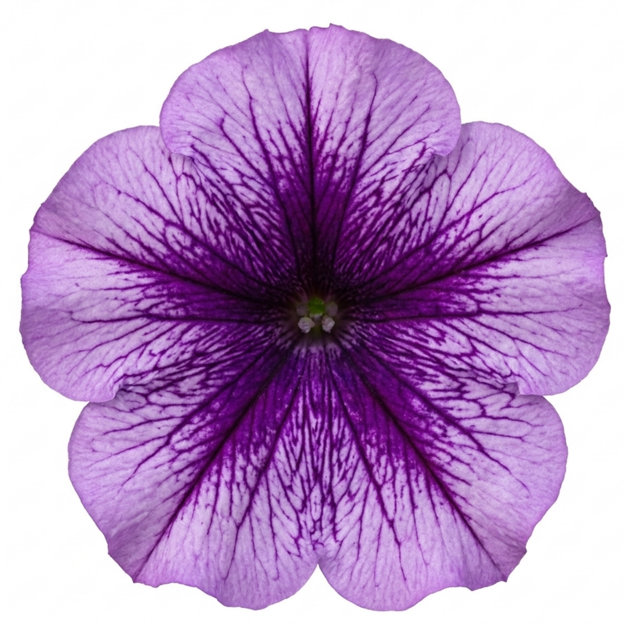 Further views of Petunia 'Sanguna Mega Purple Vein' supplied as a large garden-ready plant in a 2L pot.