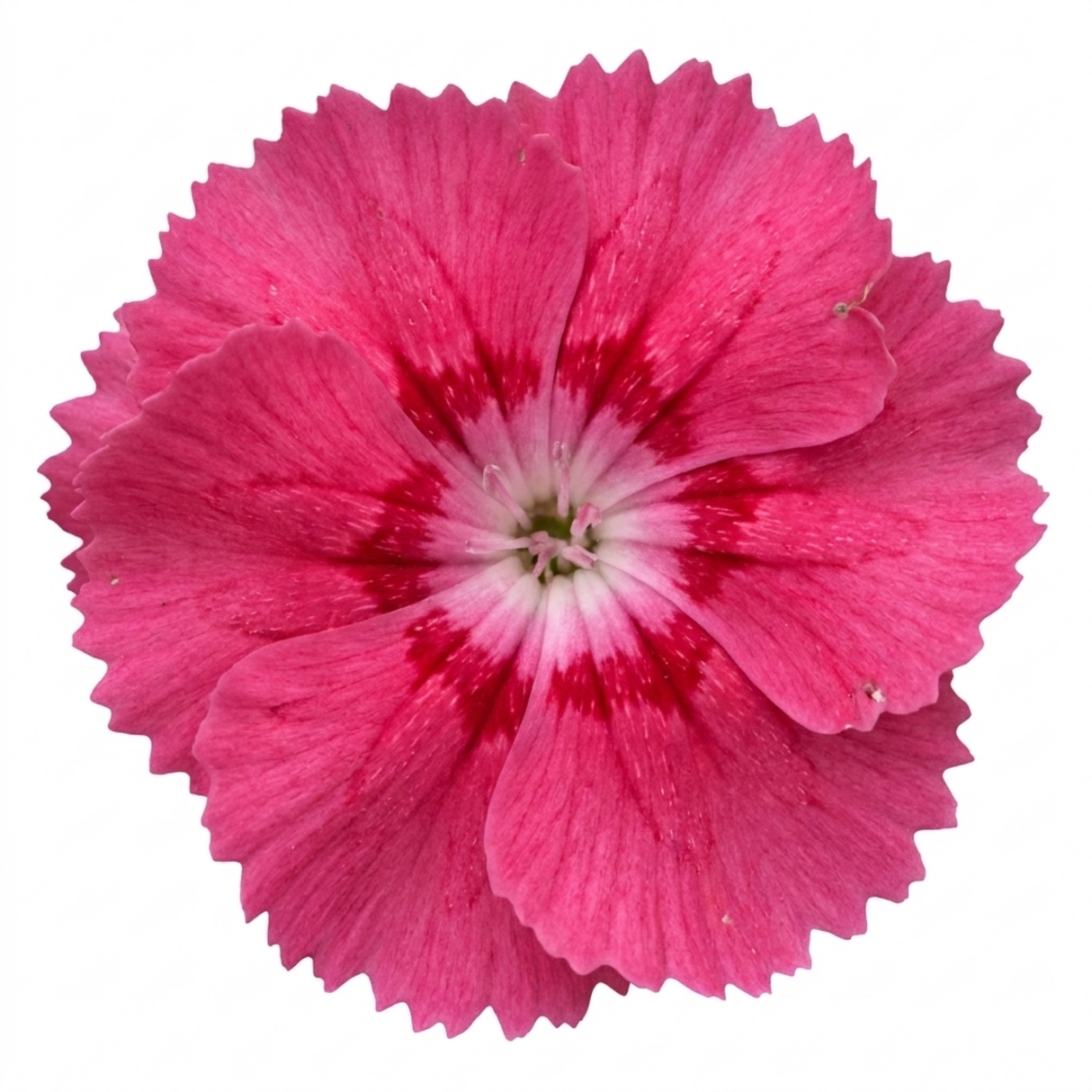 Dianthus 'Sugar Raspberry' cottage pink perennial with tufted grey-green foliage and delicate summer blooms.