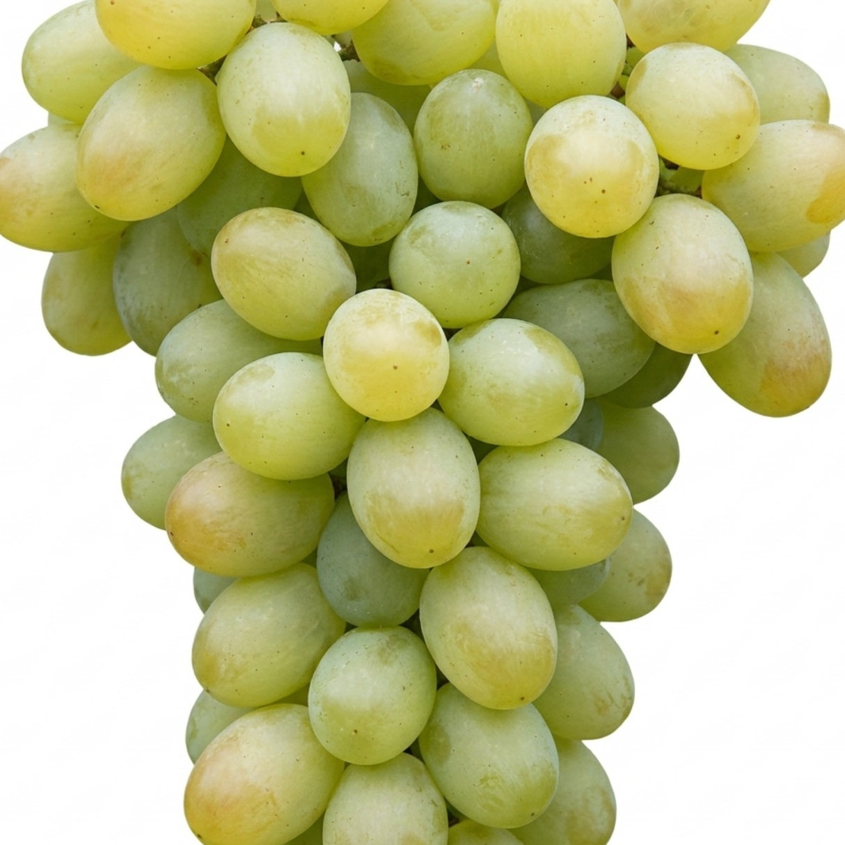 Further views of Vitis vinifera 'Victoria' white grape vine, supplied as a large garden-ready plant in a 3L pot.