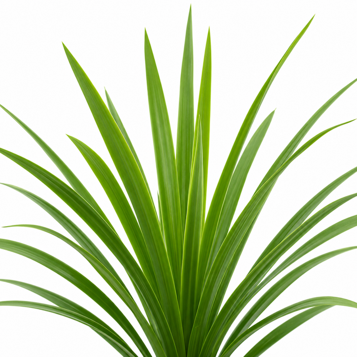 Cordyline australis showing its arching, strap-like green foliage forming a bold architectural rosette.