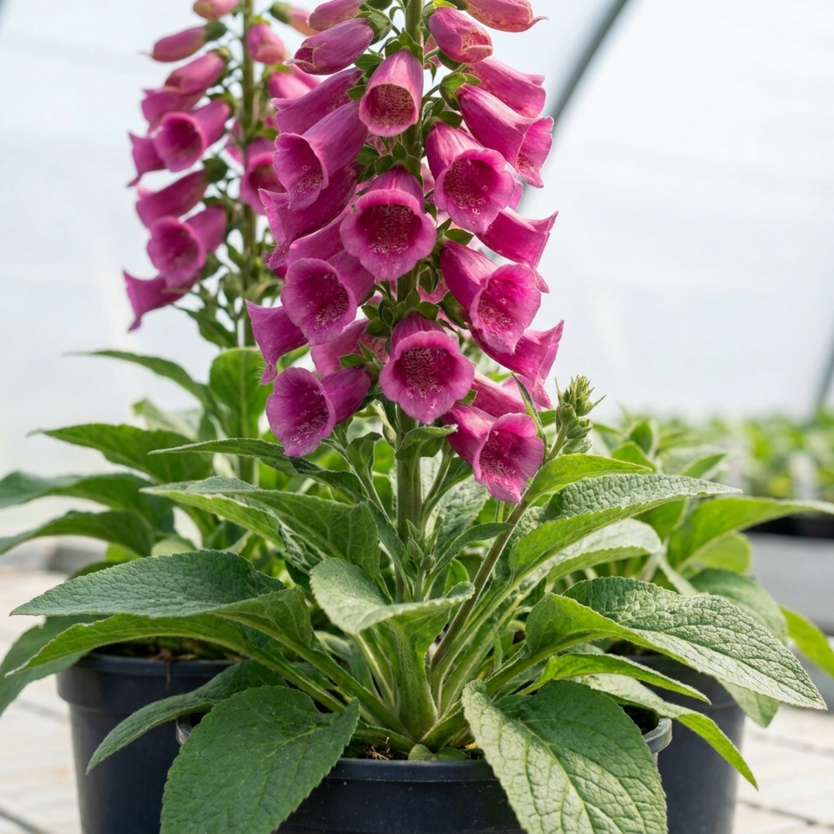 Digitalis 'Hanabee Deep Rose' foxglove with upright spires of pink and rose-gold flowers and evergreen green foliage