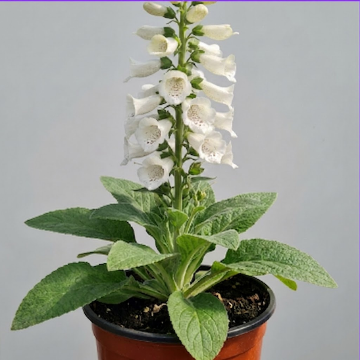 Digitalis 'Hanabee White' bearing upright stems of pure white bell-shaped flowers above evergreen leaves