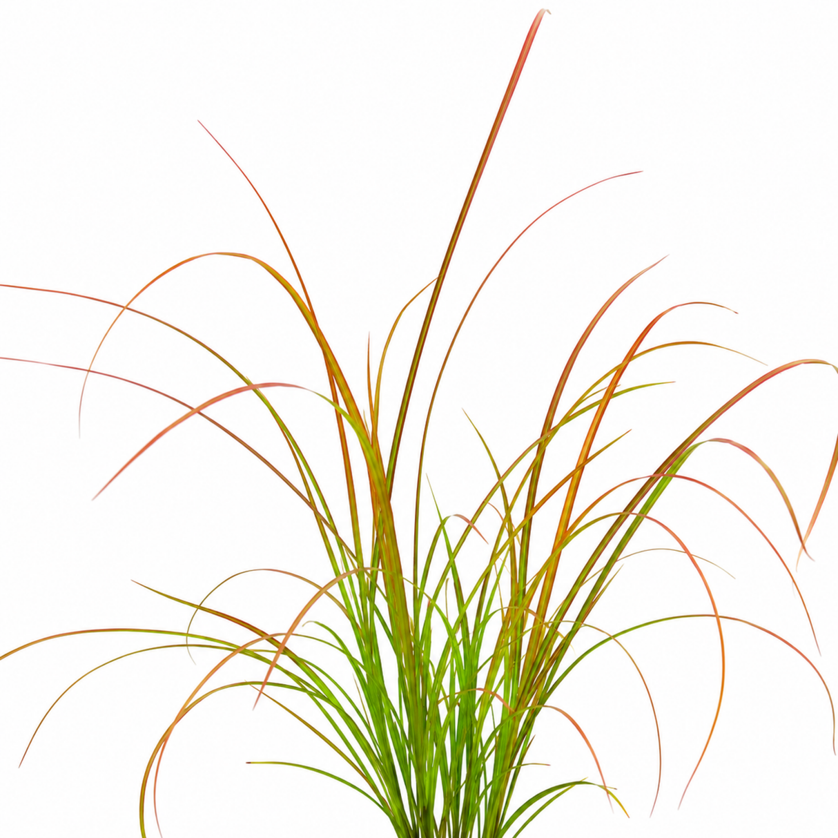 Carex testacea 'Prairie Fire' forming a fountain-like clump of slender, arching foliage in coppery orange and green.