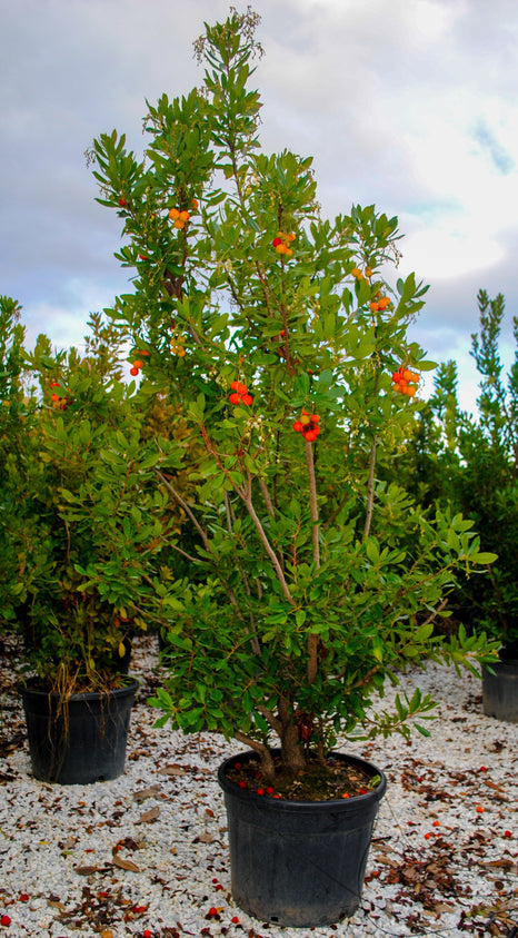 Arbutus unedo