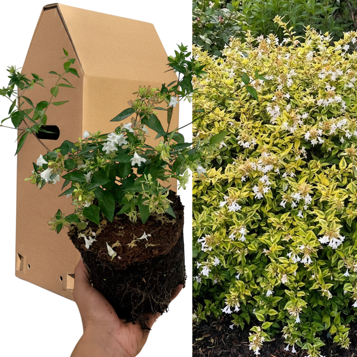 Abelia x grandiflora 'Francis Mason' (v)