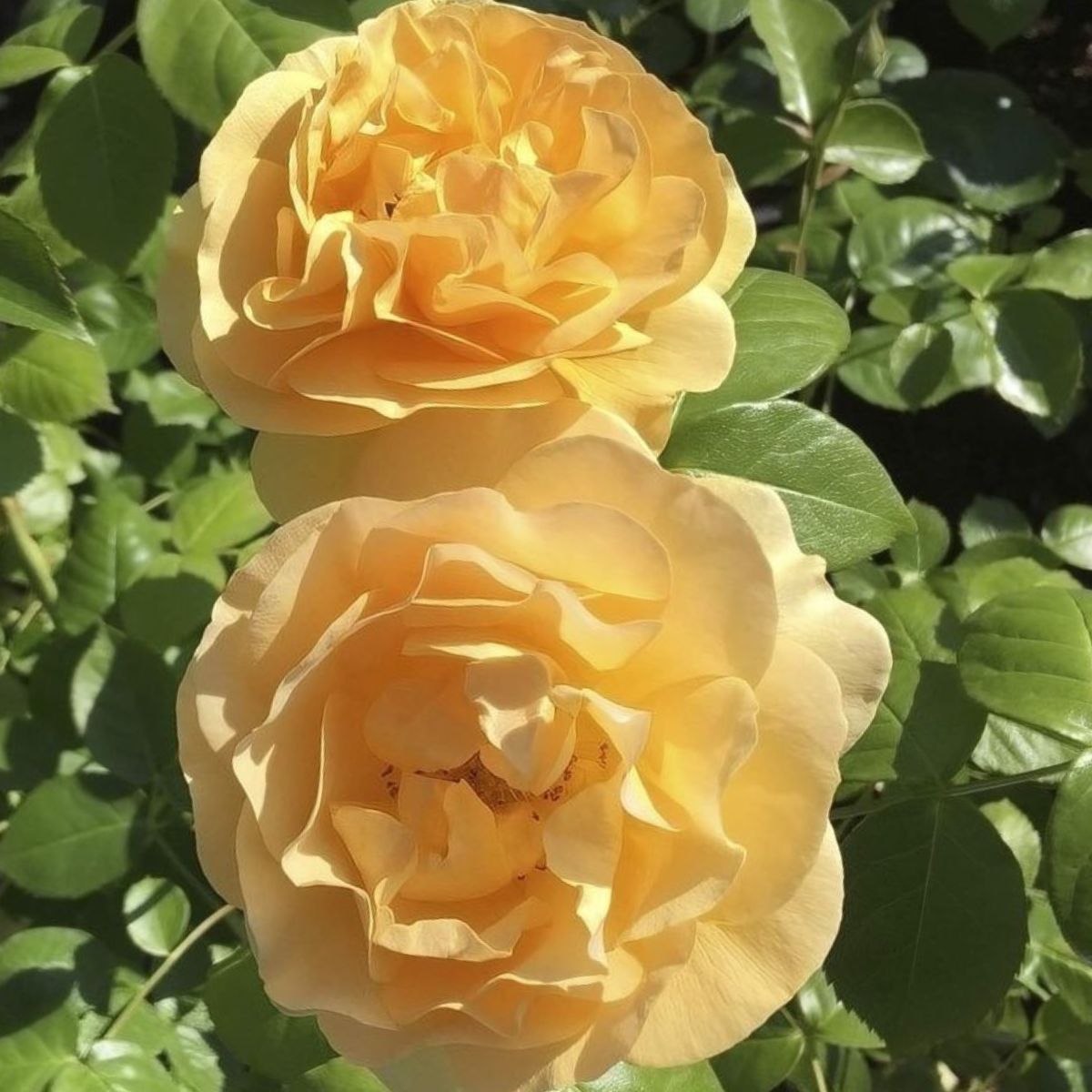 Rosa Absolutely Fabulous ='Wekvossutono' (F)