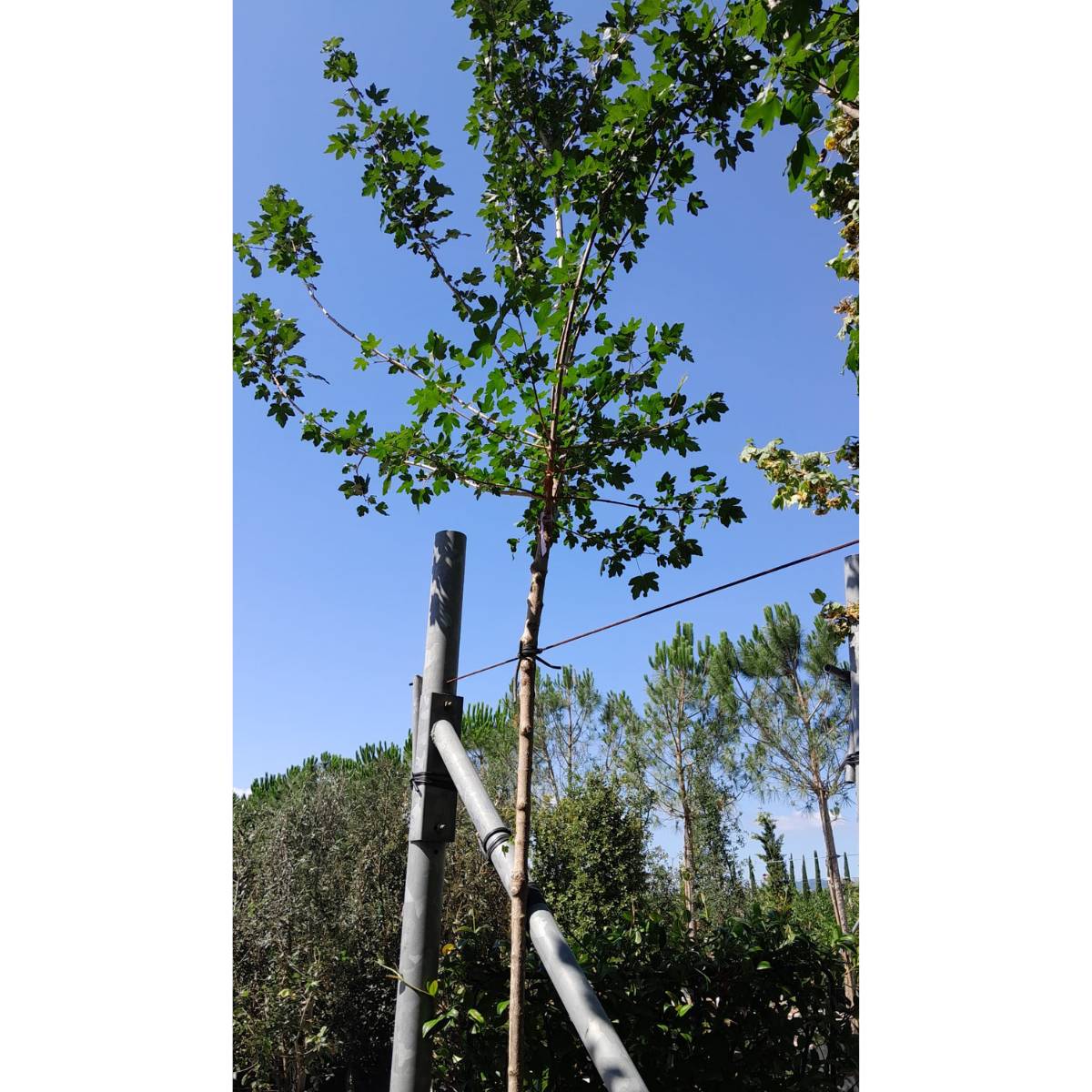 Acer campestre